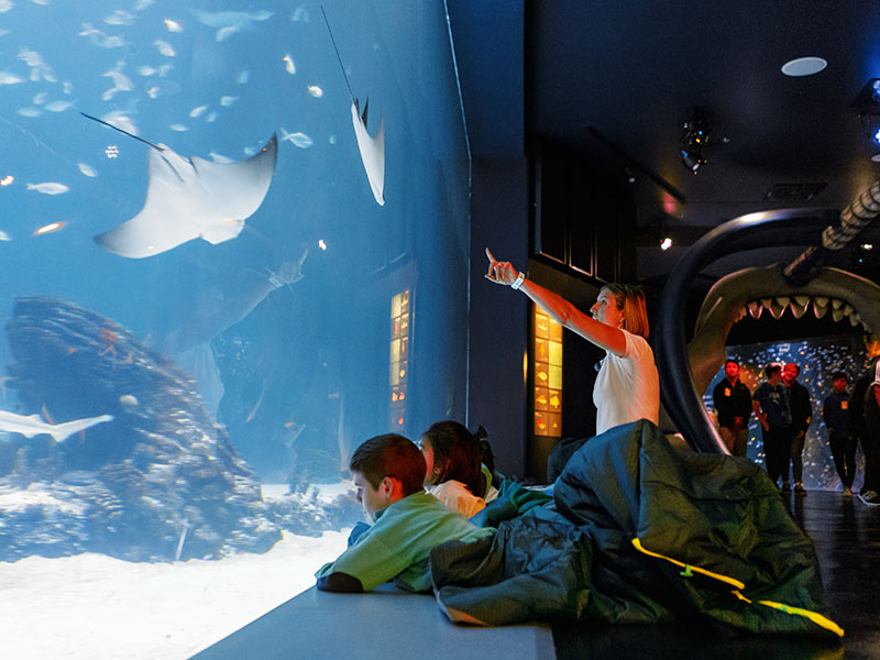 atlantis aquarium madrid - ¿Qué hacer en Madrid los días de lluvia? Planes para niñxs y familias